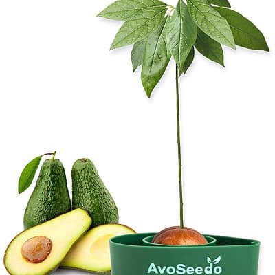 AvoSeedo